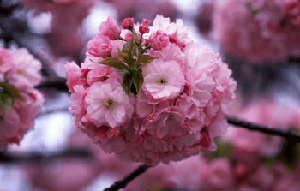 株式会社リンクス 毛利英昭 中田宏 乙武洋匡講演会