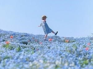■■ 大人気のネモフィラ祭りがまもなく開催 ■■