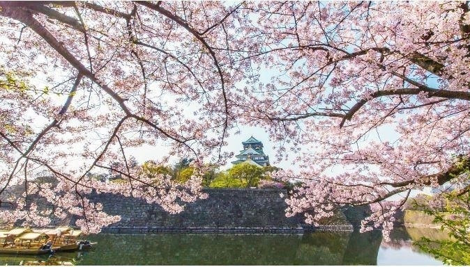 大阪管区気象台から3月19日（日）、桜（ソメイヨシノ）の開花が発表されました。