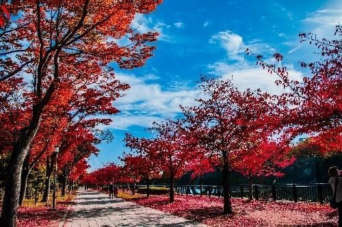 大阪のおすすめ紅葉