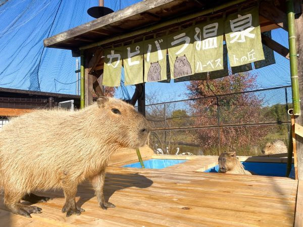 カピバラ温泉